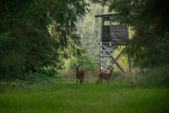 reeën voor de wildkansel