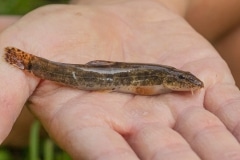 kleine modderkruiper (Cobitis taenia)