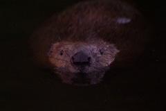 bever  (Castor fiber) vlak voor de schuiltent