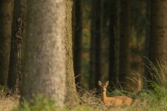 Rree in het ochtendlicht met zwijn op de voorgrond