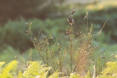 roodborsttapuit (Saxicola rubicola)