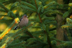 mannetjes vink