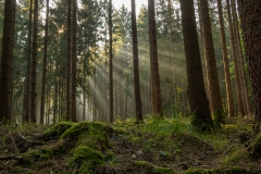 s morgens vroeg hangt er nog overal mist