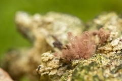 Karmijnrood netwatje (Arcyria denudata)