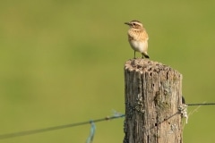 paapje (Saxicola rubetra)