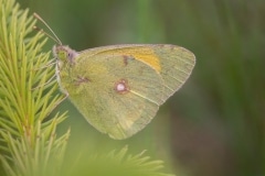 Oranje luzernevlinder (Colias croceus)