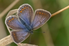 blauwtje sp.