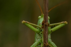 grote groene sabelsprinkhaan (Tettigonia viridissima)