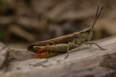 Bruine sprinkhaan (Chorthippus brunneus)