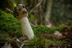 Grote stinkzwam (Phallus impudicus)