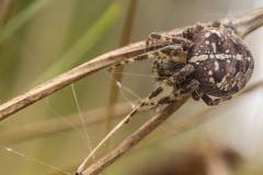 Kruisspin (Araneus diadematus)