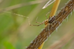 Herfsthangmatspin (Linyphia triangularis)