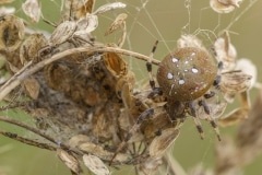 viervlekwielwebspin (Araneus quadratus)