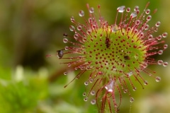 Ronde zonnedauw (Drosera rotundifolia)