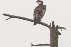 Visarend (Pandion haliaetus)