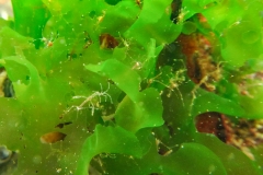 Spookkreeftjes (Caprellida)