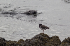 Zeehond met scholekster