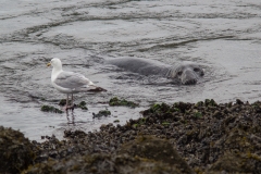 Zeehond met meeuw