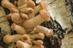 sombere honingzwam (Armillaria ostoyae)