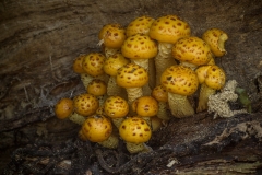 goudvliesbundelzwam (Pholiota aurivella)