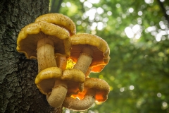 goudvliesbundelzwam (Pholiota aurivella)