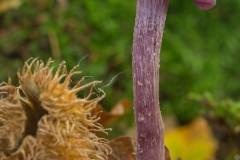 amethistzwam (Laccaria amethystina)