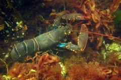 Noordzeekreeft (Homarus gammarus)