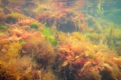 De onderwaterwereld bij Springersdiep