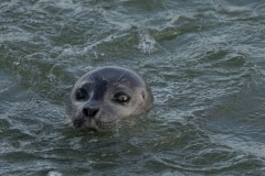 nieuwsgierige zeehond bij de Brouwersdam
