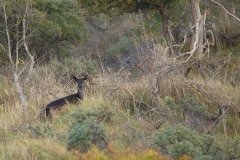 Damhert in de duinen bij Renesse