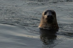 Zeehond bij de Brouwersdam