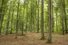 bossen (4)