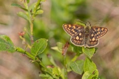 bont dikkopje (Carterocephalus palaemon)