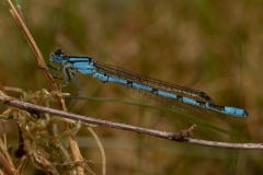 watersnuffel (Enallagma cyathigerum)