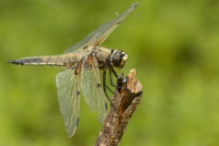 viervlek (Libellula quadrimaculata)