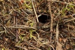 behaarde bosmier (Formica rufa)