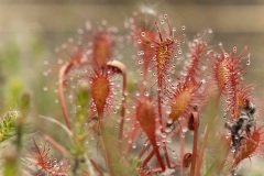 ronde zonnedauw (Drosera rotundifolia)