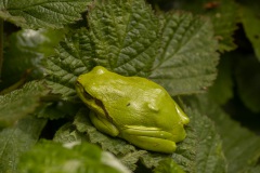 boomkikker (Hyla arborea)