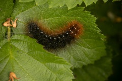 rups van grote beervlinder (Arctia caja)