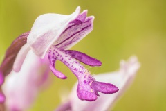 soldaatje (Orchis militaris) zoals je kunt zien heeft hij de naam aan de bloem te danken