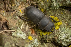 klein vliegend hert (Dorcus parallelipipedus) niet te verwarren met een klein groot vliegend hert