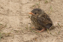 heggemus jong (Prunella modularis) een typische nestvlieder