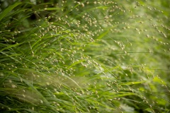 bloeiend Eenbloemig parelgras (Melica uniflora)