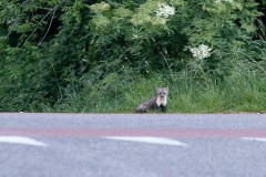 deze marter kwam ik bij de ochtendwandeling tegen, helaas maximale iso