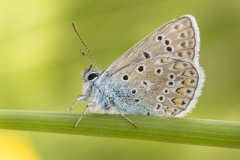 icarusblauwtje (Polyommatus icarus)