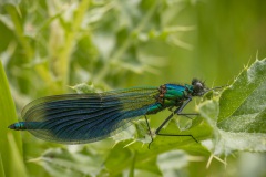 weidebeekjuffer (Calopteryx splendens)