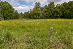 beekdal bij Epen, overal boterbloemen