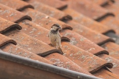 huismus (Passer domesticus) met nestmateriaal