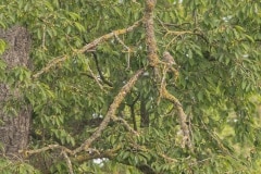 Zoek de steenuil (Athene noctua)