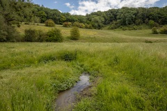 een zijtak bij de Gulp, veel bloeide ratelaar